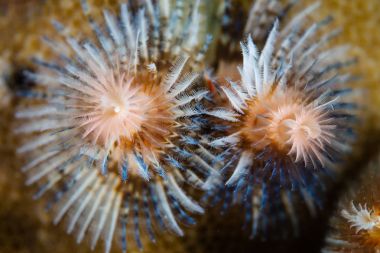 Renkli Noel ağacı solucanını