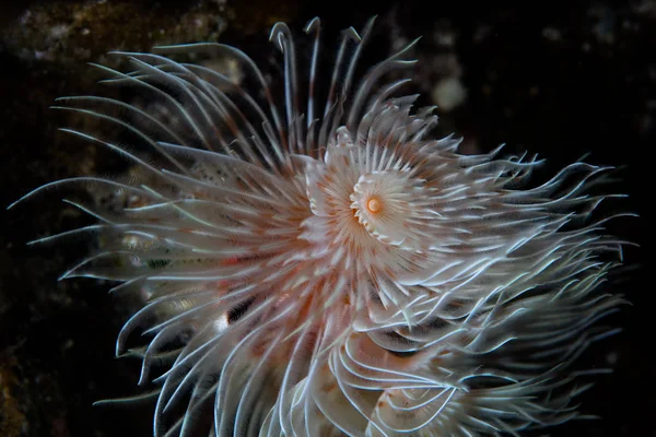 Delicado Pena Duster Worm subaquático — Fotografia de Stock