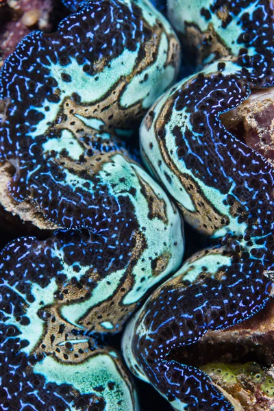 Гигантский моллюск цвета — стоковое фото
