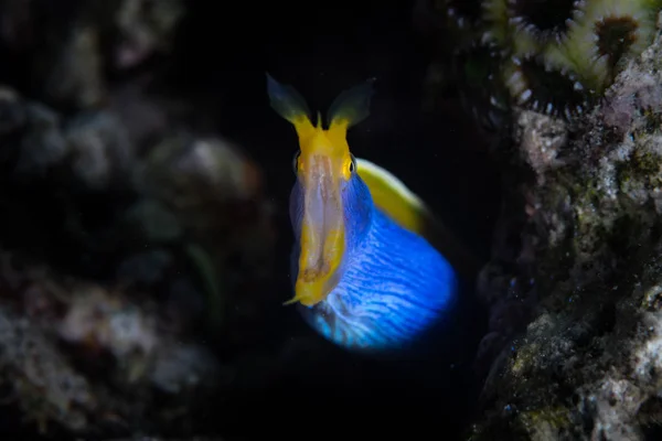 Blue Ribbon Eel — Stock Photo, Image