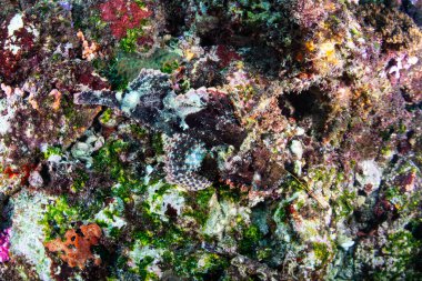 Su altında kendisini kamufle Scorpionfish