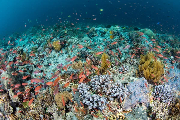 Récif corallien vibrant dans les petites îles de la Sonde — Photo