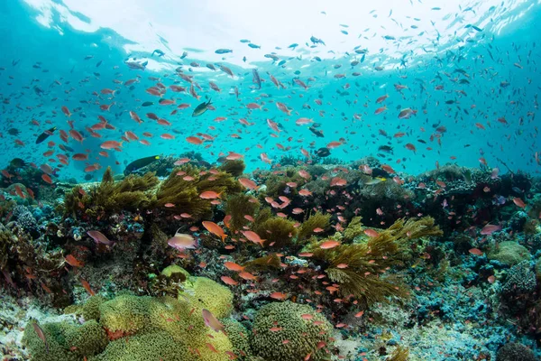 丰富多彩的礁鱼和美丽的珊瑚礁 — 图库照片