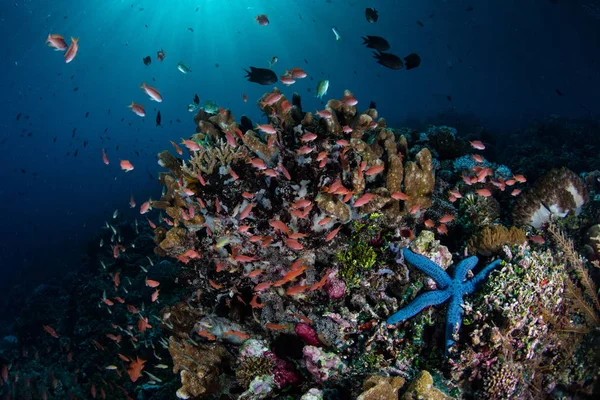 Beautiful and Healthy Indonesian Coral Reef — Stock Photo, Image