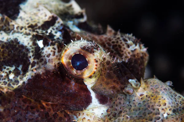 Olho de um Scorpionfish Tasseled — Fotografia de Stock