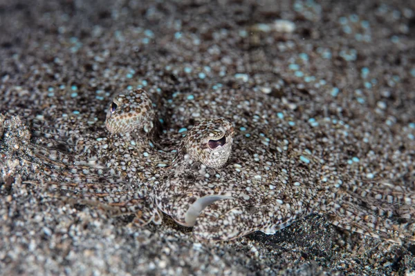 Camouflaged Peacock Flounder — Stock Photo, Image