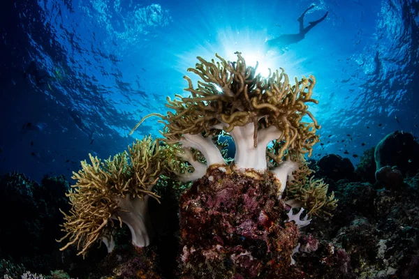 Μαλακά κοράλλια και μπλε νερό στην Ινδονησία — Φωτογραφία Αρχείου