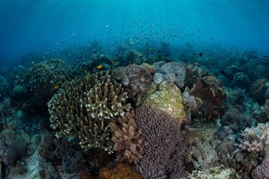 Canlı mercan kayalığı Endonezya