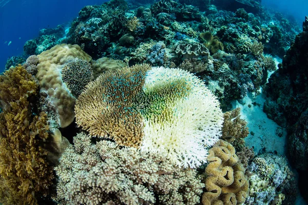 Doença Matando Coral — Fotografia de Stock