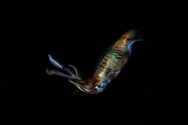 Gece Bigfin resif kalamar