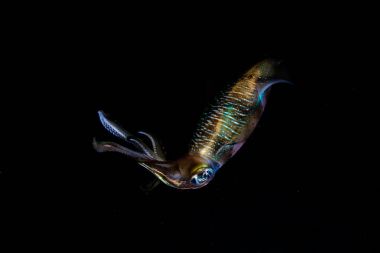 Bigfin Reef Squid in Nighttime clipart