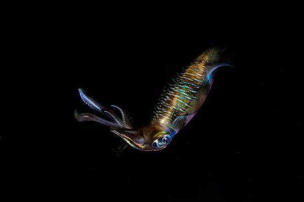 Bigfin Reef Squid in Nighttime Stock Picture