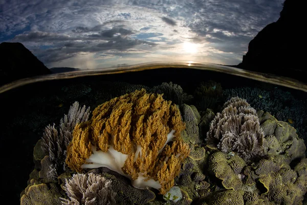 Захід сонця і дрібної коралових рифів в Індонезії — стокове фото