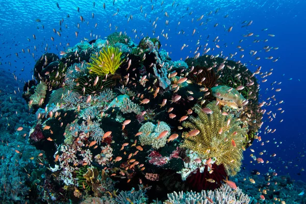 Canlı mercan kayalığı Endonezya