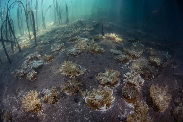 De cabeça para baixo medusa e prado marinho — Fotografia de Stock