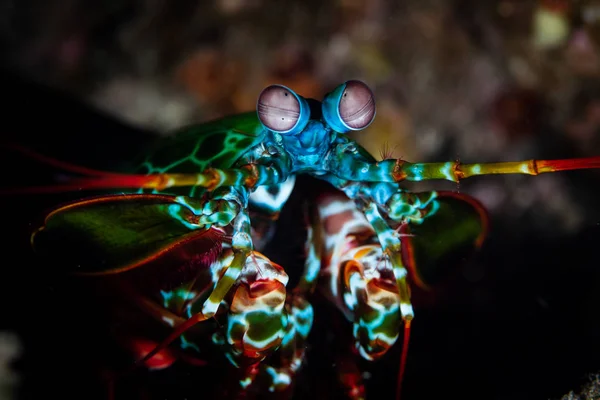 Colorful Peacock Mantis Shrimp Stock Photo