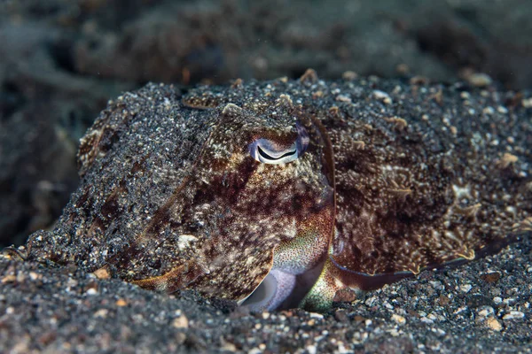 Cuttlefish Hidden in Sand — Stock Photo, Image