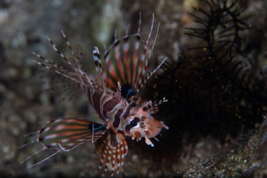 Zebra Lionfish Endonezya