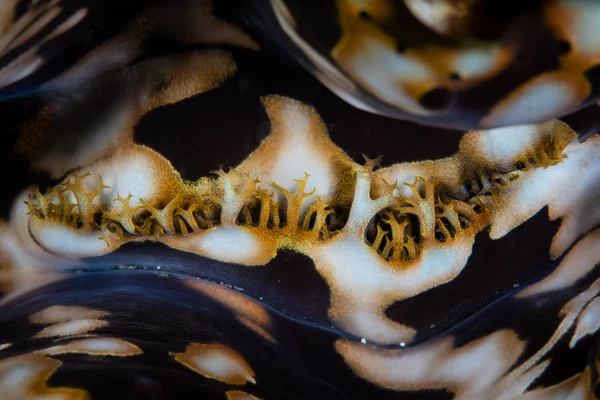 Giant Clam Abstract — Stock Photo, Image