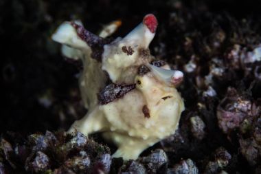 Mercan resif üzerinde siğil gibi Frogfish