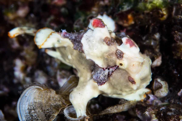 Frogfish verrugoso colorido en el arrecife de coral — Foto de Stock