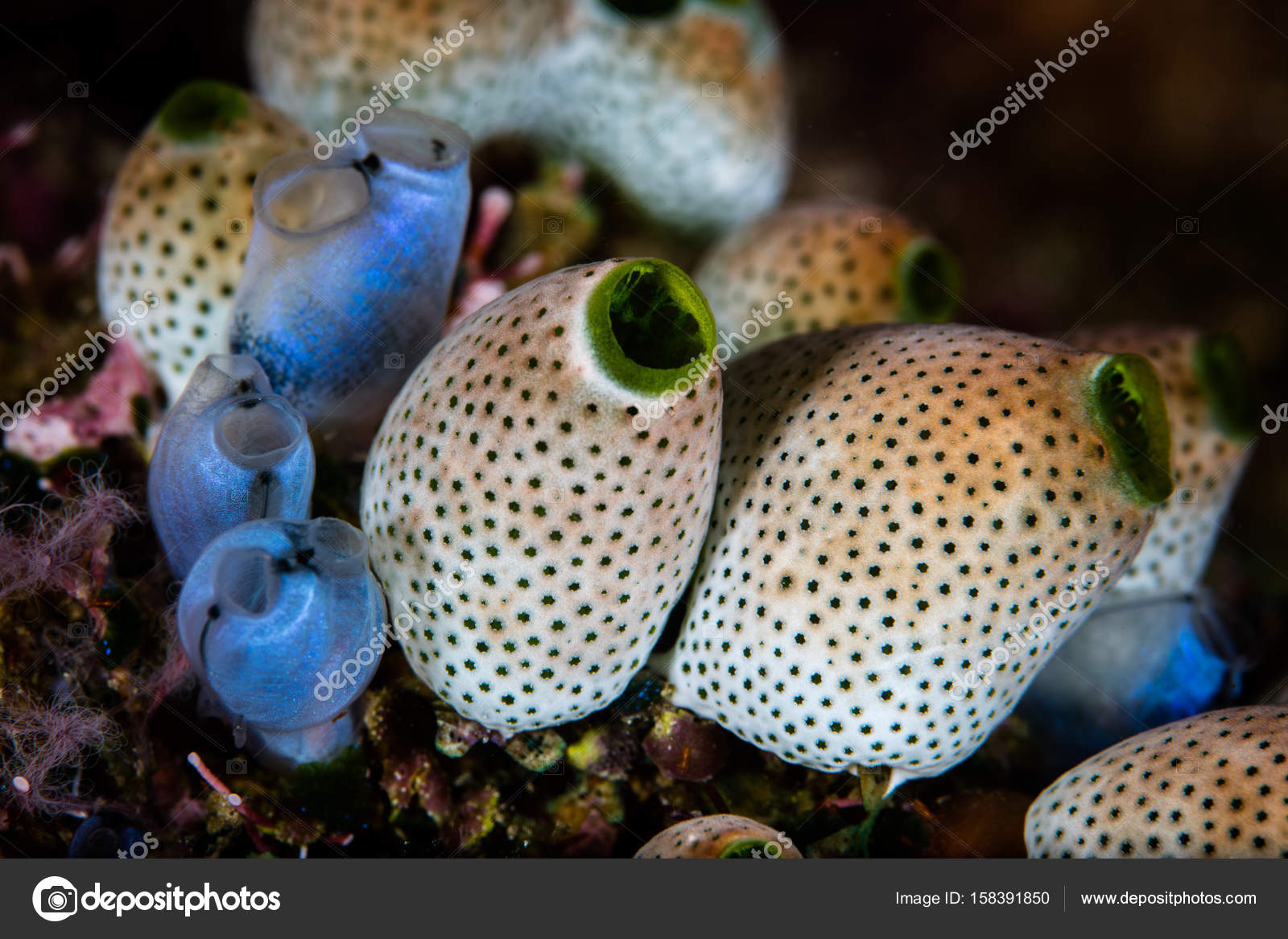 Filter Feeding Tunicates On Coral Reef Stock Photo C Ead72