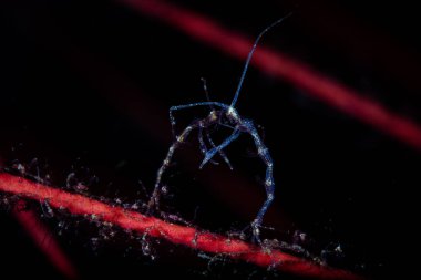 Gorgonian üzerinde iskelet karides