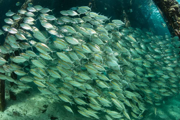 La escolarización de peces por debajo del muelle en Indonesia —  Fotos de Stock