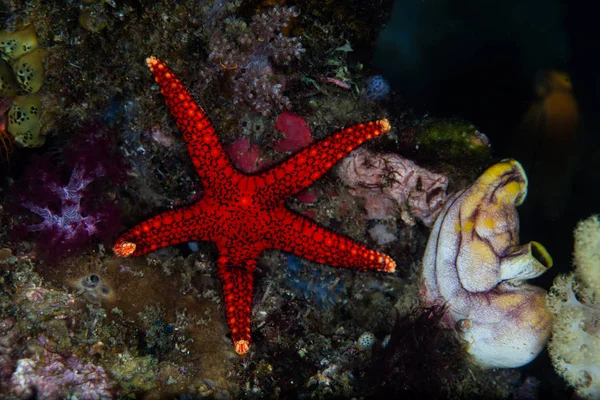 Étoile de mer rouge sur un récif sain — Photo