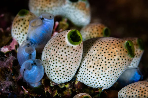 滤食性在珊瑚礁上的被囊类 — 图库照片