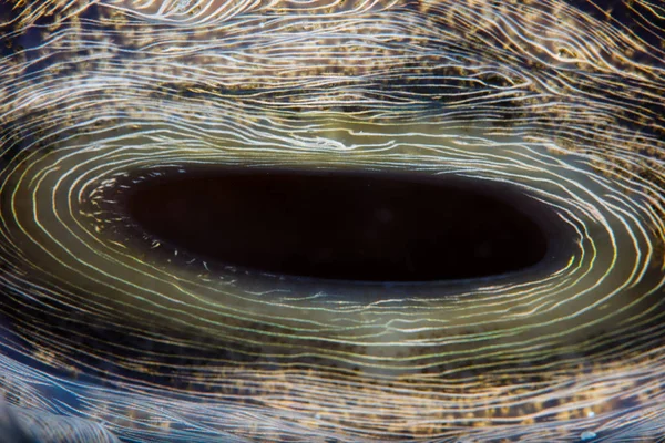 Abstract of Giant Clam Siphon — Stock Photo, Image