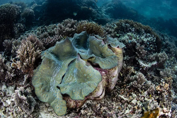 Zagrożonych Giant Clam w Indonezji — Zdjęcie stockowe