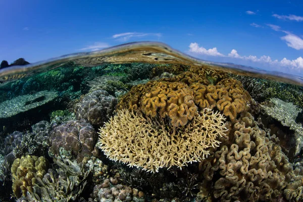 Здоровый коралловый риф в тропической части Тихого океана — стоковое фото