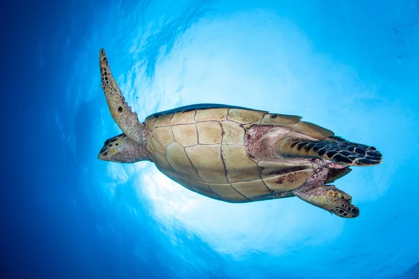 Hawksbill deniz kaplumbağası mavi su — Stok fotoğraf