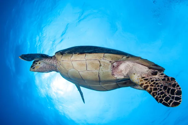 Hawksbill Sea Turtle in Caribbean Sea — Stock Photo, Image