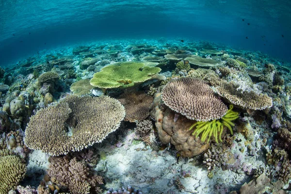 Bonito, recife de coral raso — Fotografia de Stock