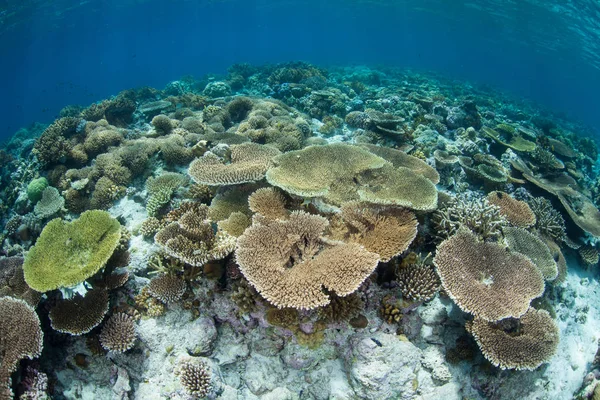 Corais saudáveis em Indonesia — Fotografia de Stock