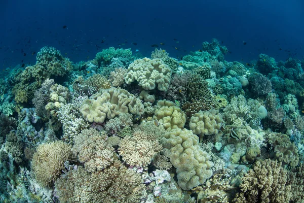 Corais saudáveis em Indonesia — Fotografia de Stock