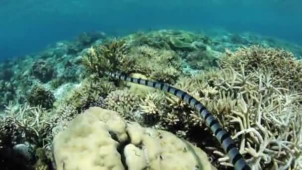 Gebänderte Seeschlangen jagen unter Wasser — Stockvideo