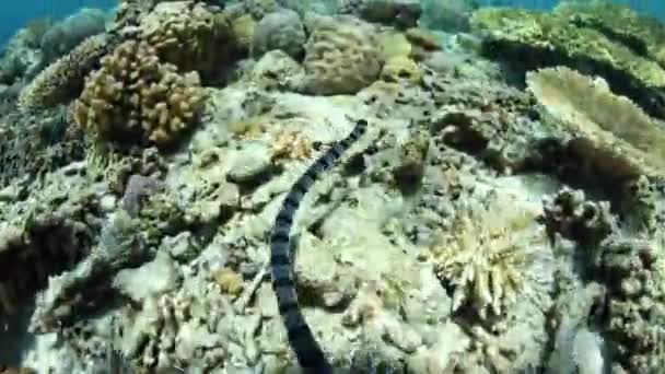 Serpent de mer bagué nageant sous l'eau — Video