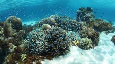 Sağlıklı, sığ mercan