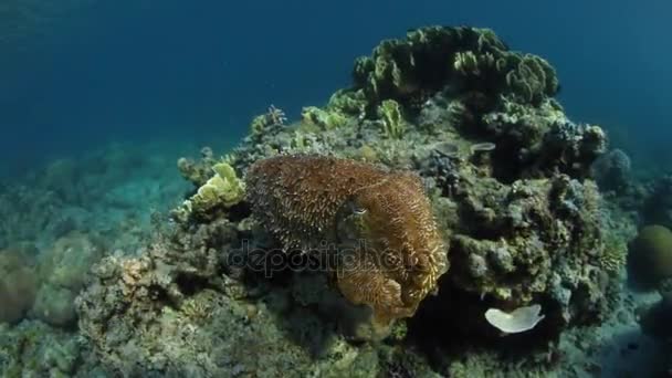 Seppie e sana barriera corallina — Video Stock