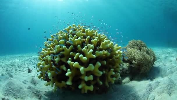 Рифовые рыбы и кораллы — стоковое видео