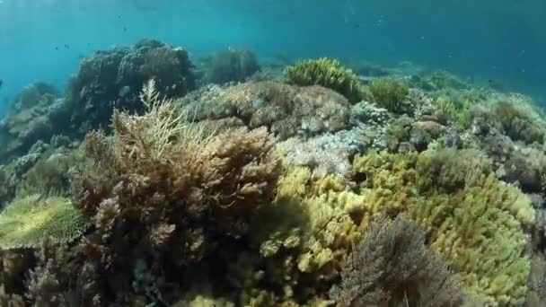 Nádherné, zdravé korálový útes v Indonésii — Stock video