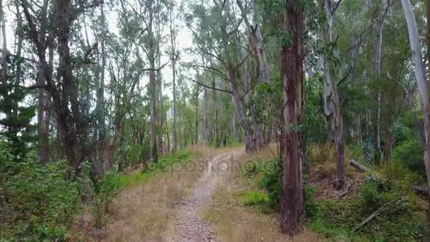 Väg genom Eucalyptusskogen i Kalifornien — Stockvideo