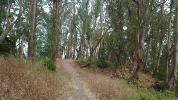 Sentier à travers la forêt d'eucalyptus 