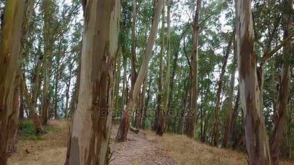 Эвкалиптовые деревья Калифорнии — стоковое видео