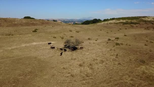 Images Aériennes De Vaches En Californie 
