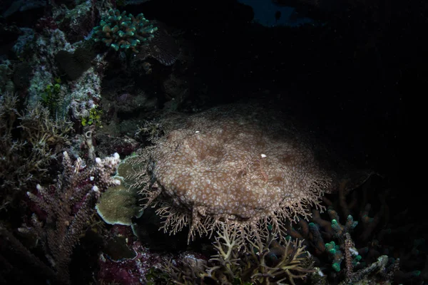 Tubarão Tasseled Wobbegong no fundo do mar — Fotografia de Stock