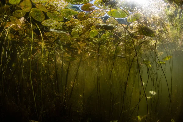 Lily Pads Underwater — Stock Photo, Image